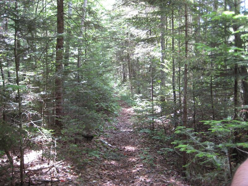 PemiTraverse (24).JPG - The Wilderness Trail cuts through the thick woods.